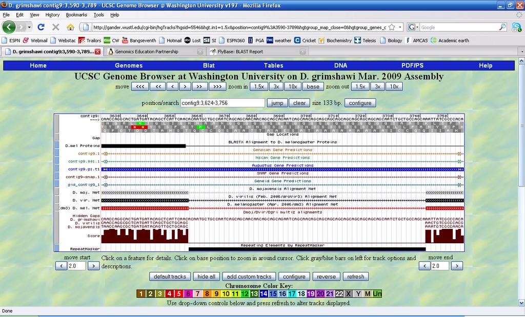 Figure 8: UCSC Genome Browser View showing the region between exons 2 and 3 predicted by GENSCAN in Frame 1.