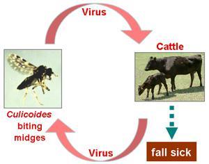 share information of distribution of arboviruses (includes unknown viruses) by virus surveillance, to apply the