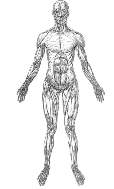 MAJOR MUSCLES This exercise will help you become more familiar with the major muscles of the human body. Mission: Use a different coloured pencil to colour each word on the right hand side of page.