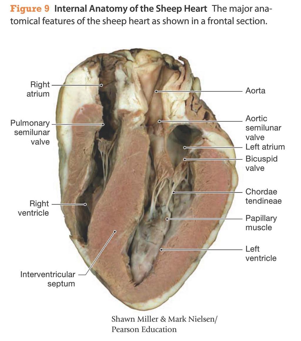 Figure 9 Internal Anatomy of the Sheep Heart The major anatomical features ofthe sheep heart as shown in a frontal section.