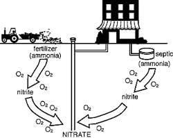 Nitrates and Nitrites Nitrate is formed during decomposition of organic matter The presence of nitrate/nitrite usually indicates that the water