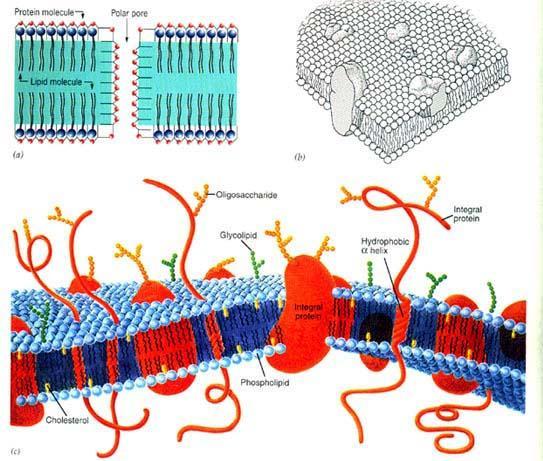Membrane Structure, Resting membrane potential,