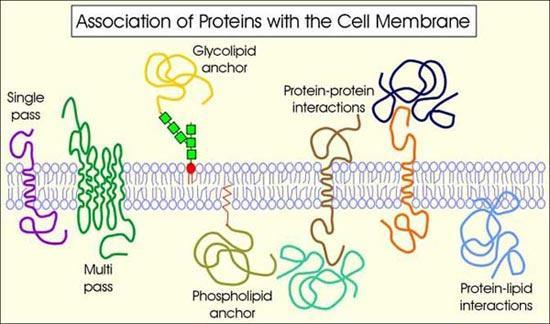 Membrane proteins These proteins determine the function of the membranes. The types of membrane proteins: Transmembrane proteins It can bind to the hydrophobic part of the membrane.