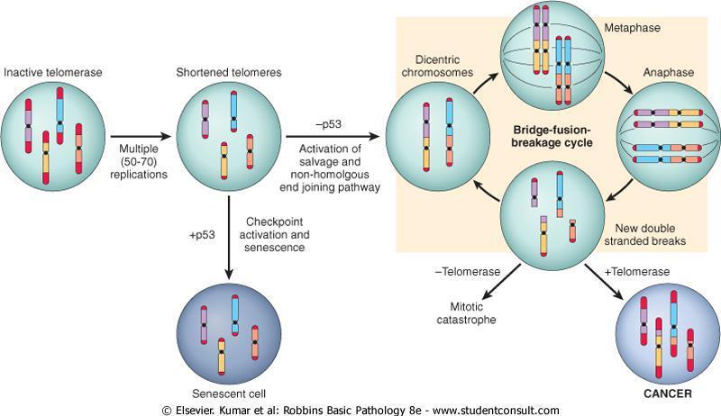 Telomerase, active in normal stem cells, is normally absent from, or at very low levels in most somatic cells. Telomere maintenance is seen in virtually all types of cancers.