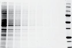 weight protein Final blot of 10% Tris-HCl gel demonstrating reduced transfer efficiency versus the TGX Stain-Free gel Average intensity (detected on blot) 4 3 2 1 0 TGX Tris-HCl 0 5 10 15 20 25 Total