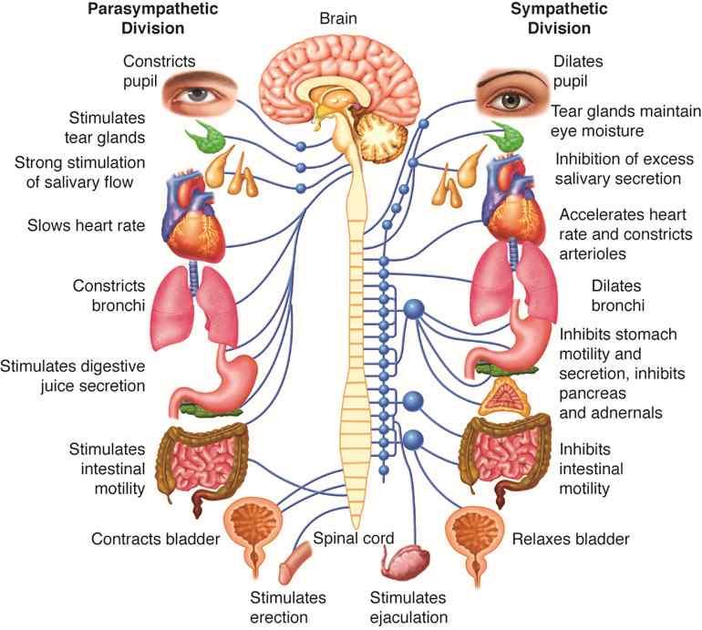 Background Theory ANS- Autonomic Nervous System Main Function : Maintaining the Homeostasis as a control system of our internal organs Branch : SNS (Sympathetic Nervous