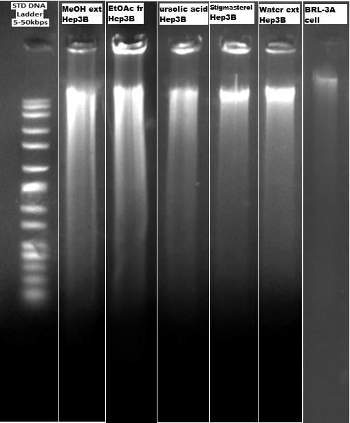 topoisomerase, key enzyme in DNA replication. Figure 8.7 showed the cluster of fragmented DNA throughout the agarose gel matrix.