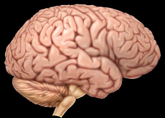 What are the parts of the CNS? The CNS is made up of the brain and the spinal cord. The Brain The three main areas of the brain are the cerebrum, the cerebellum, and the brain stem.
