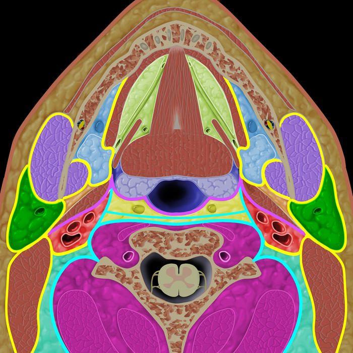 Submandibular Pharyngeal mucosal /surface Retropharyngeal Danger Alar Masticator Posterior belly, digastric muscle Parapharyngeal Parotid