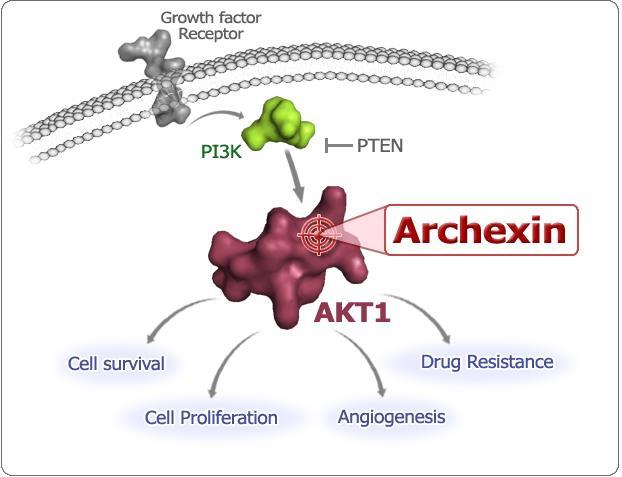 Archexin: Best-in-Class Akt-1 Inhibitor Mechanism of Action Current Indications Novel inhibitor of the protein kinase Akt-1 Major cancer cell signaling protein Activated Akt-1 only present in cancer