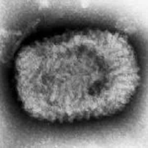 Vaccinia Virus