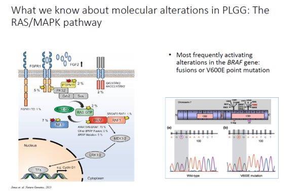 Biology of PLGG The mitogen