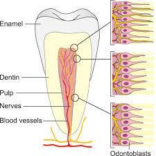 vascular, and nerve structures of the tooth.
