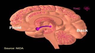As Brain develops, there is NO safe age for marijuana THC Receptors Toddler: Cerebellum Balance, Walking, Coordination, sensory processing Preschool: Amygdala Emotional Regulation School Age: Nucleus