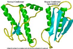 Two Conformations of Prions Denaturation of Proteins! Proteins are highly organized structures whose 3-D structure is susceptible to disruption!