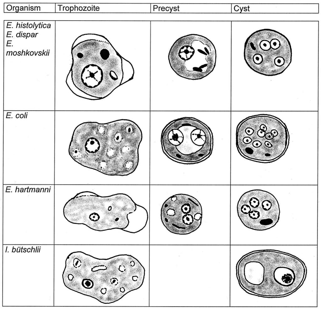 VOL. 16, 2003 LABORATORY DIAGNOSIS OF AMEBIASIS 715 FIG. 1. Drawing of intestinal Entamoeba spp. showing morphological features. All illustrations are adapted from various sources. Sargeaunt et al.
