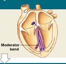 Impulse Conduction Step 4 The impulse travels along the interventricular septum within the AV bundle and