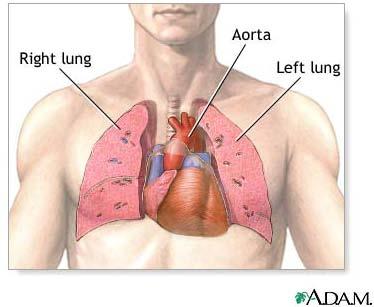 Position in Thorax Base: Where the Great Vessels enter and