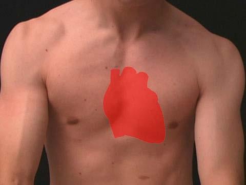 Position of Heart Hint: Nipples are at the 4 th intercostal space Apex at 5 th intercostal space