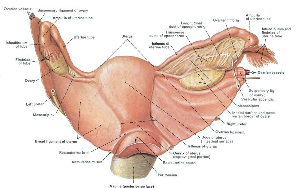 Ovarian ligament