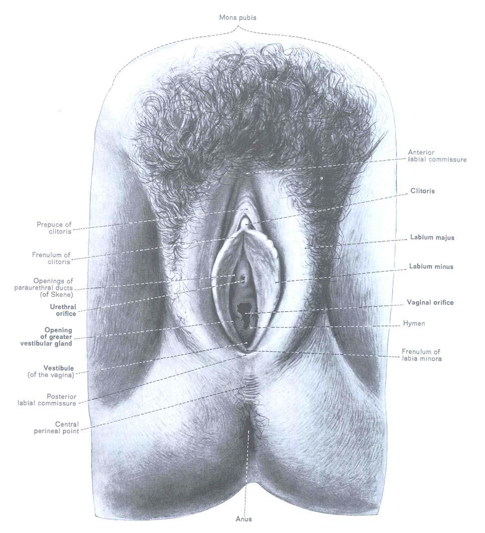 Clitoris Labia