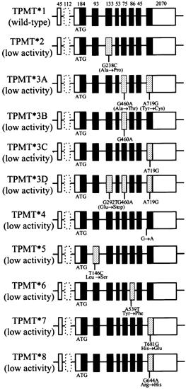 Variations of TPMT genotype (chromosome 6p22.