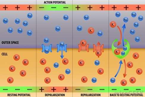 Action Potential Players: the movement of two ions Na + - a ton of sodium outside the cell, really wants to come in.