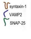 spontaneous synaptic activity in toxin-treated