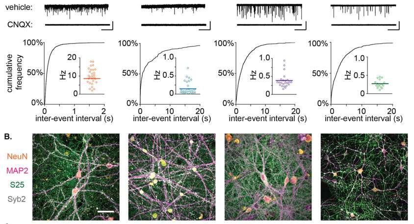 Comparison of synaptic activity in diverse in vitro neuron cultures DAP 24 mouse embryonic stem cell-derived neurons DAP 85 HIP TM