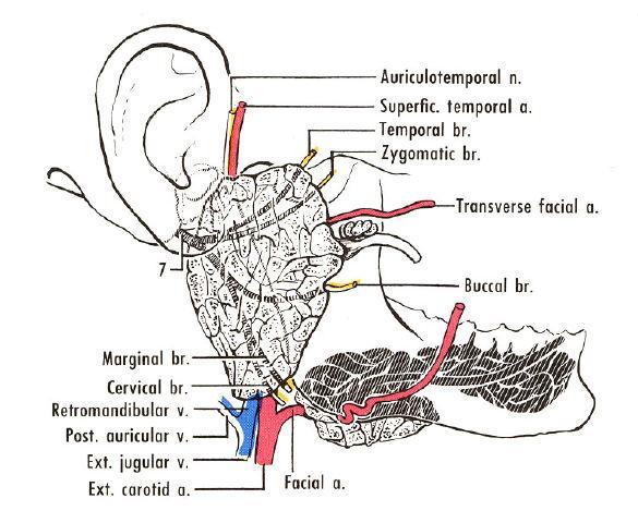 *The parotid duct ( 5 cm) emerges from the anterior border of the gland ( one finger below the zygomatic arch) and passes forward over the lateral surface of the masseter then turns medially to