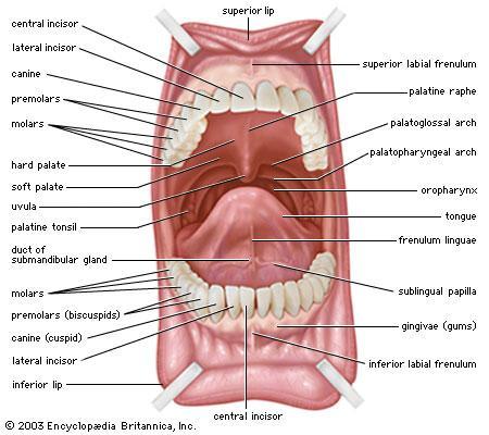 The oral mucosa : *The mucus membrane that covers the palate is tough and adherent to the periosteium, while the one which covers the cheeks and the floor of the mouth is loose and forms folds of