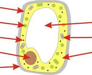 Test Review 38. What kingdom would the cell below be found in? a. Animal b. Plant c. Eubacteria d. Protista 39.