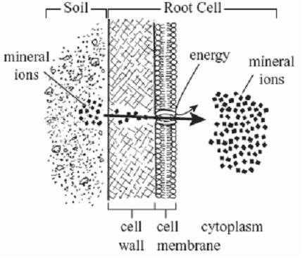Test Review 43.An artificial cell (semipermeable membrane containing pure water) is placed in a salt water solution. The membrane is permeable to water but not salt.