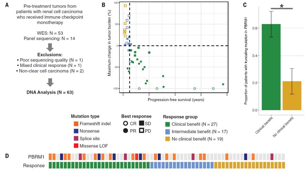 Genomic correlates of response to immune checkpoint therapies