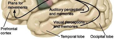 the following 3 premotor areas: - supplementary motor area: - premotor cortex: - cingulate motor