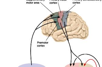 Additional motor tracts 3. and tracts: rubro = red nucleus in ventral midbrain - involved in limb movements (gross movements) 4.