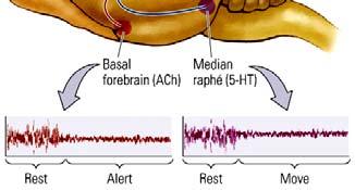 Additional brain regions involved in sleep Two more regions, when electrically stimulated or otherwise active, produce a desynchronized EEG pattern: 1.