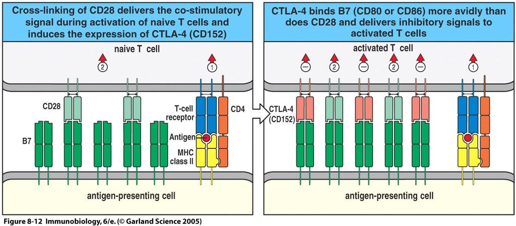 Role of CTLA4 (CD152) in the inhibi#on of T cell ac#va#on PD- 1 is another inhibitory receptor on T cells Monoclonal
