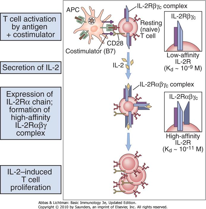 The role of IL- 2 and IL- 2R in T cell prolifera#on Monoclonal an4bodies to IL-