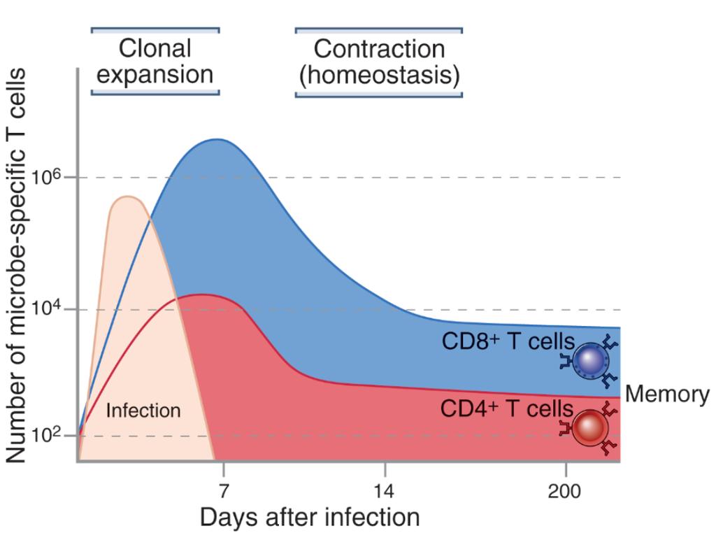 Expansion and decline of T cell responses Clonal