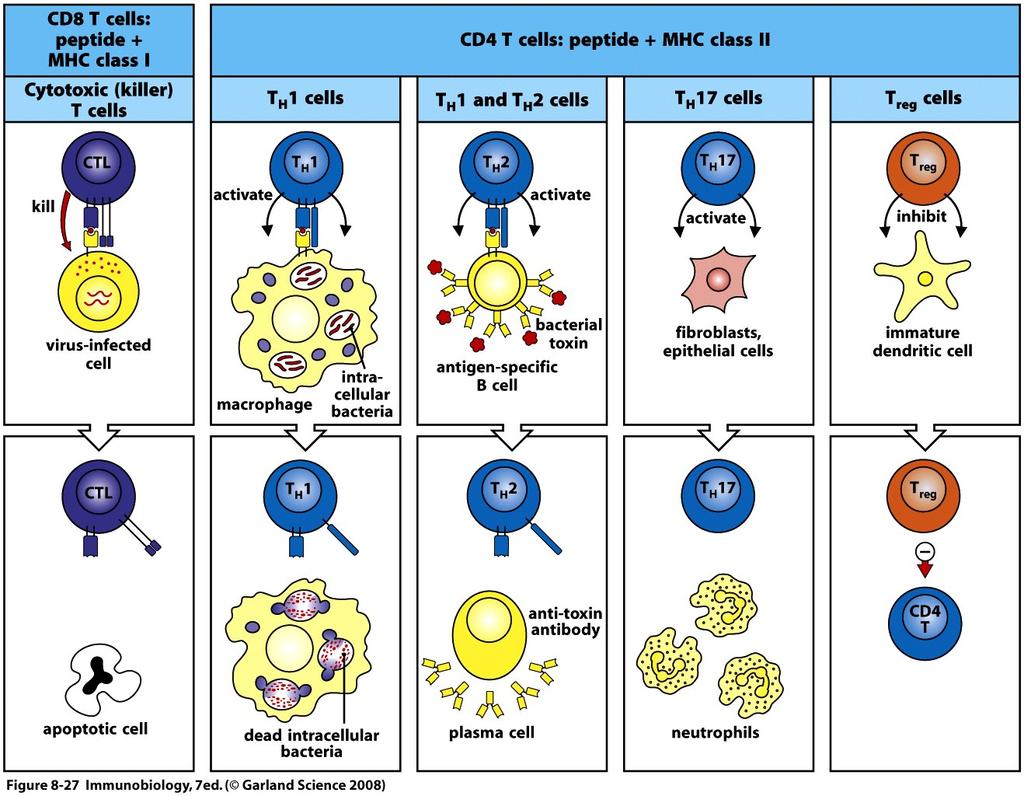 CD8+ T cells
