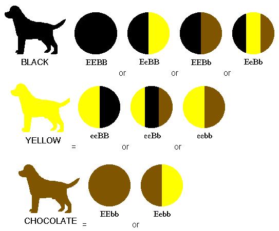 Combining any combinations of alleles of the B gene with ee results in a yellow dog, rather than a black or brown dog.
