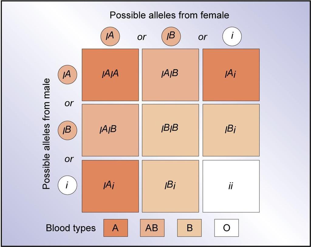 The following table shows all possible genotypes and phenotypes: Genotype ii I A i I A I A I B i I B I B I A I B Phenotype (Blood Type) O A A B B AB Note that the allele i is recessive
