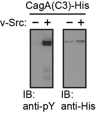 Supplementary Figure S1. Immunoblot analysis of recombinant CagA produced in E. coli with the use of an anti-phosphotyrosine antibody. The His-tagged CagA(C3) protein [CagA(C3)-His] produced in E.