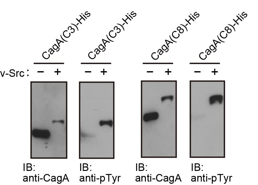 Supplementary Figure S2. Efficiency of CagA tyrosine phosphorylation by v-src in E. coli. (left two panels) The His-tagged CagA(C3) proteins, purified from E.