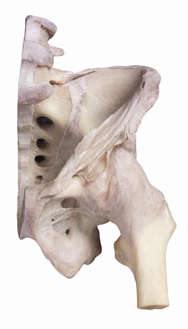 Art No / S L 39 The intervertebral joints Showing the