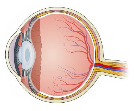 It discusses symptoms of the condition, as well as treatment options. How the Eye Works The following section describes how the eye works.