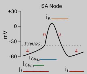 Sinoatrial node action potentials Klabunde RE.