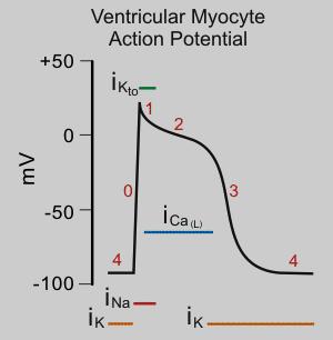 Ventricular myocyte action potentials Klabunde RE.