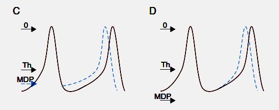 depolarizing current (I f ) Increased membrane diastolic potential